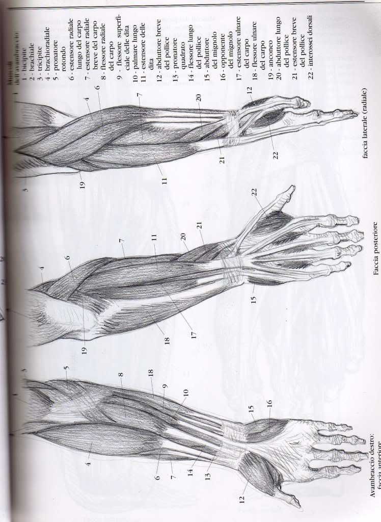 drawing hands and feet giovanni civardi pdf